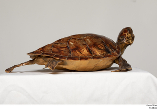 Turtle 8 whole body 0006.jpg